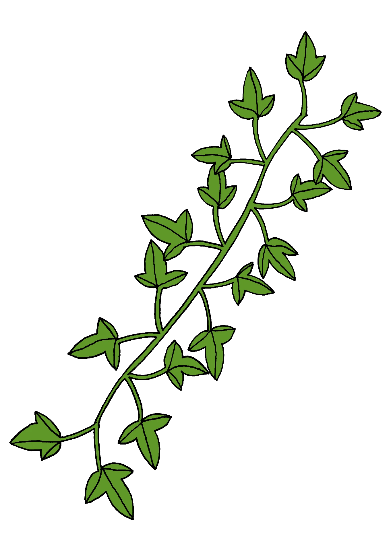 Murgröna