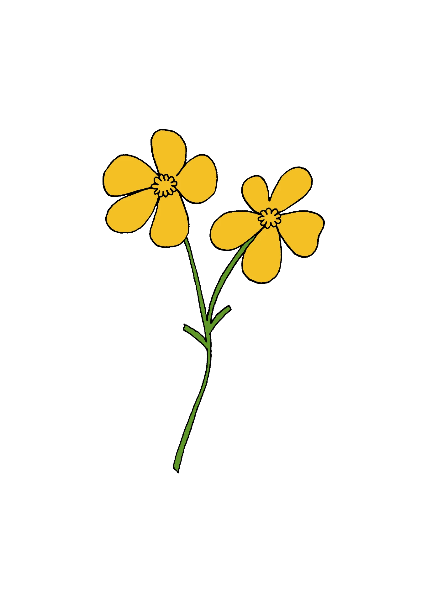 Smörblomma